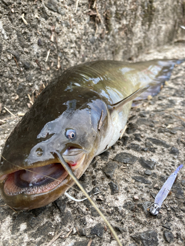 ナマズの釣果