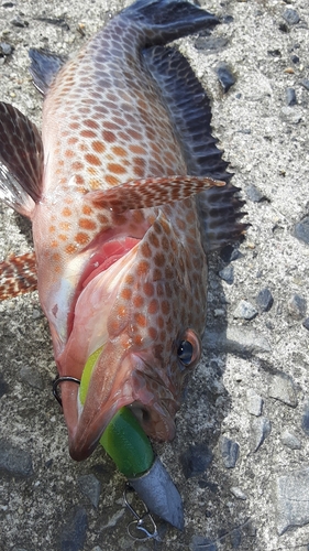 オオモンハタの釣果