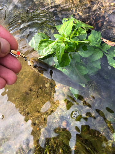 アブラハヤの釣果