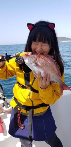 マダイの釣果