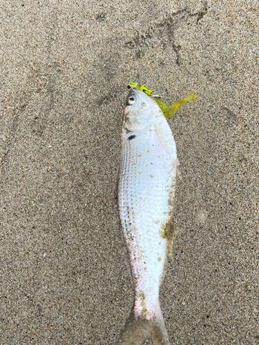 コノシロの釣果