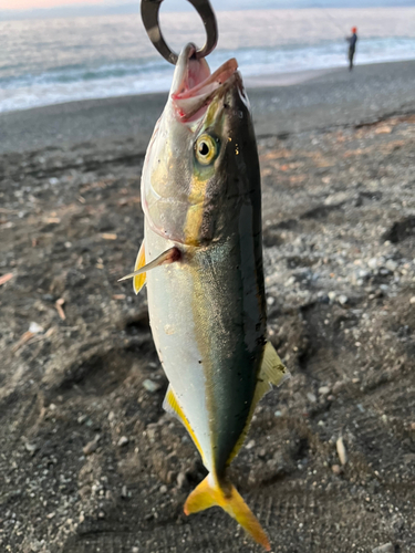 ワカシの釣果