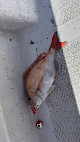 マダイの釣果