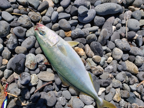 ワカシの釣果