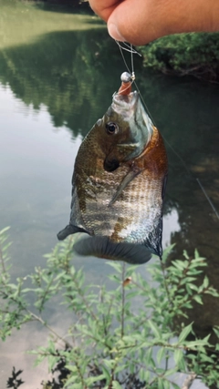 ブルーギルの釣果