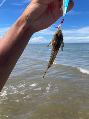 メゴチの釣果