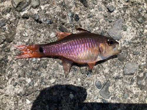 ネンブツダイの釣果