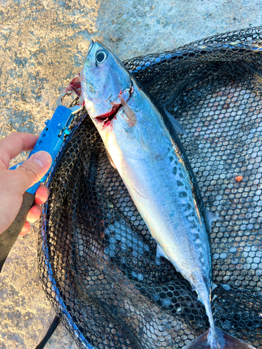 ソウダガツオの釣果