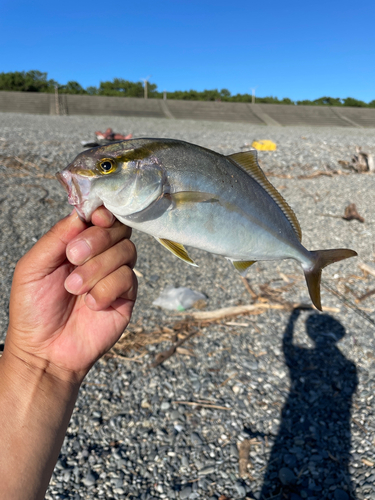 ショゴの釣果