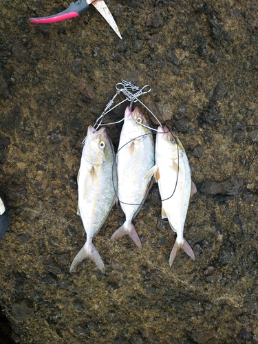 ショゴの釣果