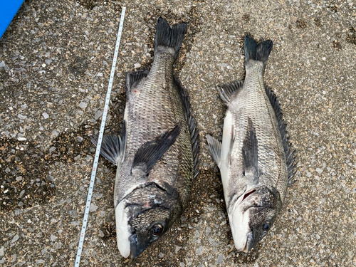 クロダイの釣果