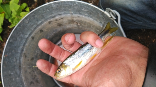 カワムツの釣果