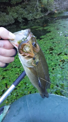 ブラックバスの釣果