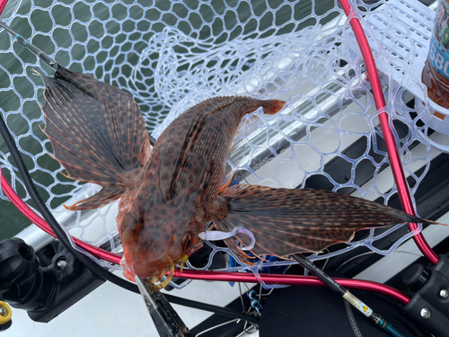 ホウボウの釣果