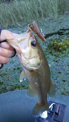 ブラックバスの釣果