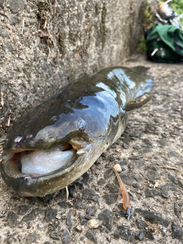 ナマズの釣果