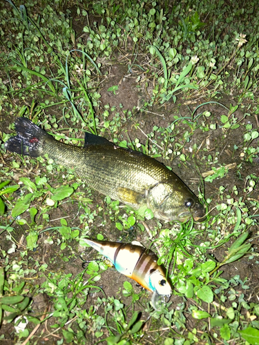 ブラックバスの釣果