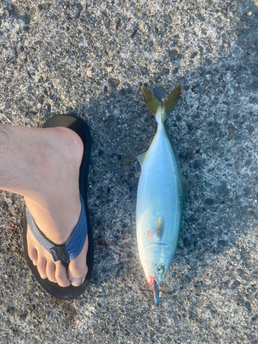 ワカシの釣果