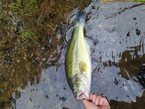 ラージマウスバスの釣果