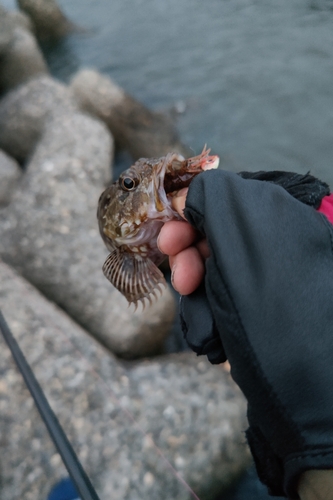 カサゴの釣果