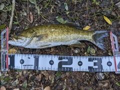 スモールマウスバスの釣果