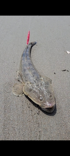 コチの釣果