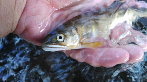 アユの釣果