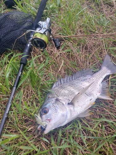 キビレの釣果