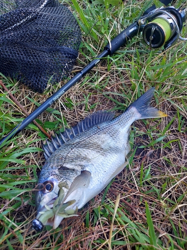 キビレの釣果