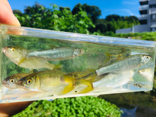 オイカワの釣果