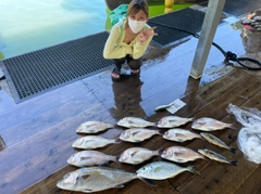 マダイの釣果