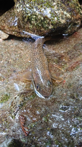 イワナの釣果