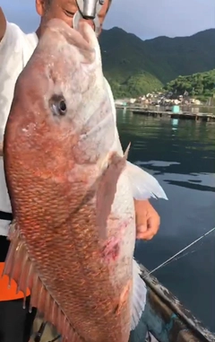 マダイの釣果