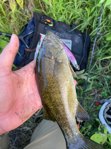 スモールマウスバスの釣果