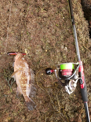 アコウの釣果