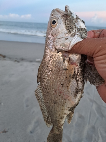 イシモチの釣果