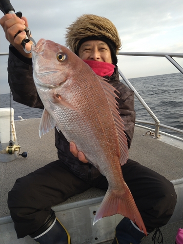 マダイの釣果