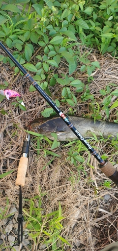 ナマズの釣果