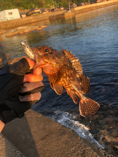 カサゴの釣果