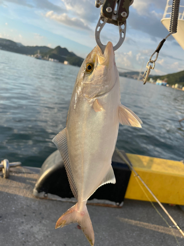 ネリゴの釣果