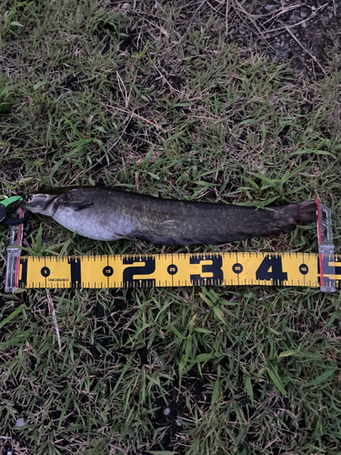 マナマズの釣果