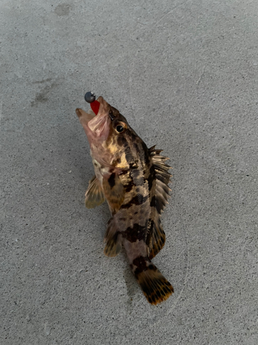 タケノコメバルの釣果