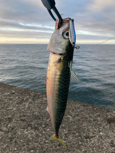 サバの釣果