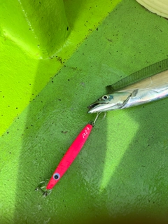 タチウオの釣果