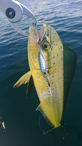 シイラの釣果