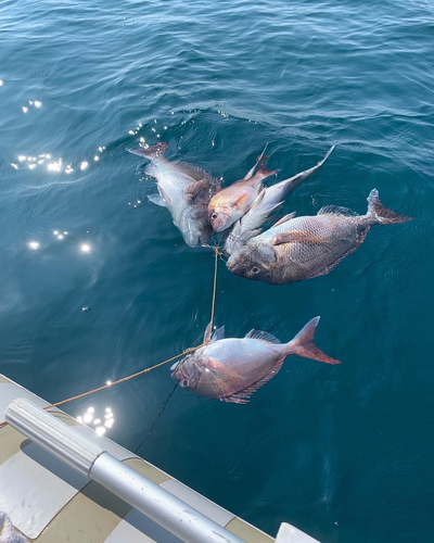 マダイの釣果