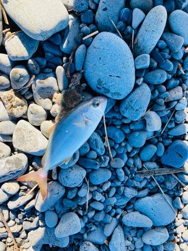 ショゴの釣果