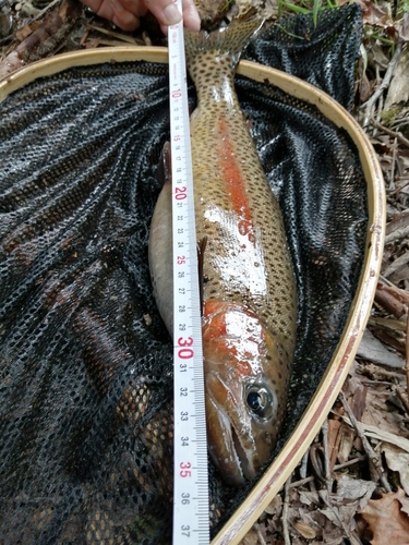 厚別川で釣れたレインボートラウトの釣り・釣果情報 - アングラーズ