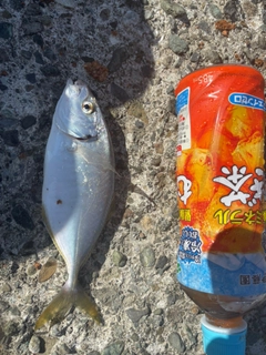 フグの釣果