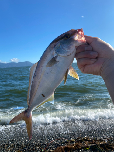 ショゴの釣果